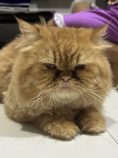 Light brown punch face male for stud