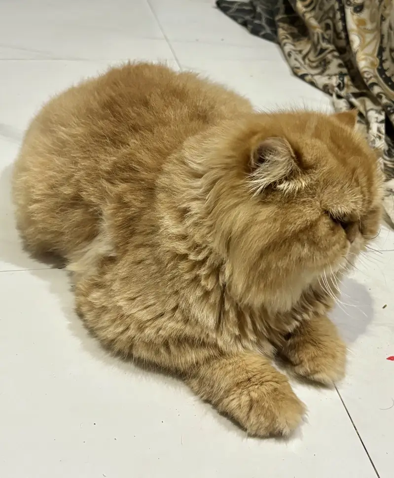 Light brown punch face male for stud — photo 4