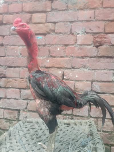 pure pokoya patha high quality brid/ aseel/ thai