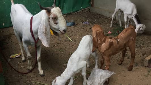 Urgent sale Gabban & Bachoo wali Bakri Healty and active
