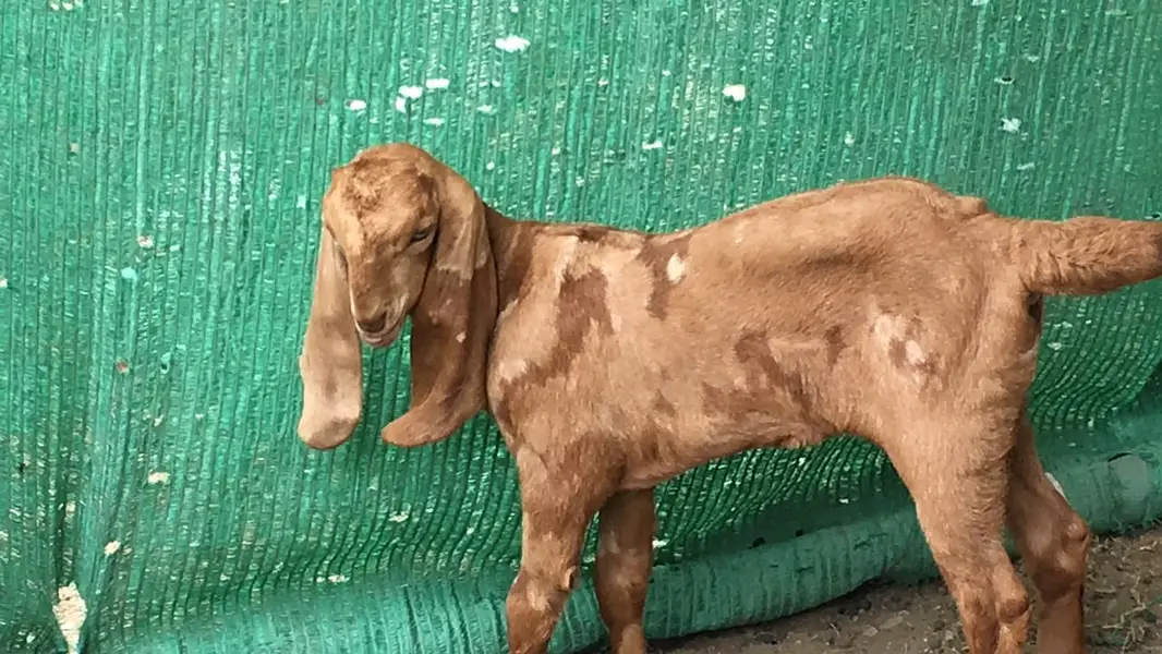 Urgent sale Gabban & Bachoo wali Bakri Healty and active — photo 2