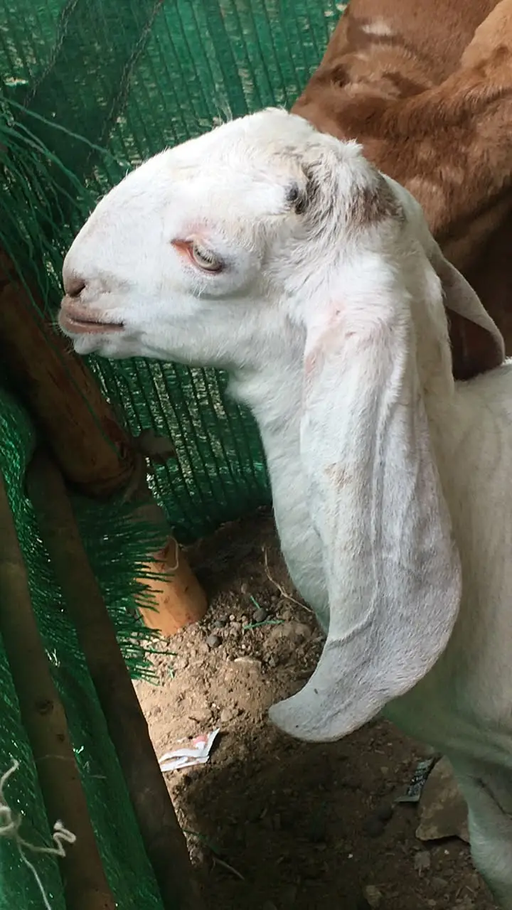 Urgent sale Gabban & Bachoo wali Bakri Healty and active — photo 3
