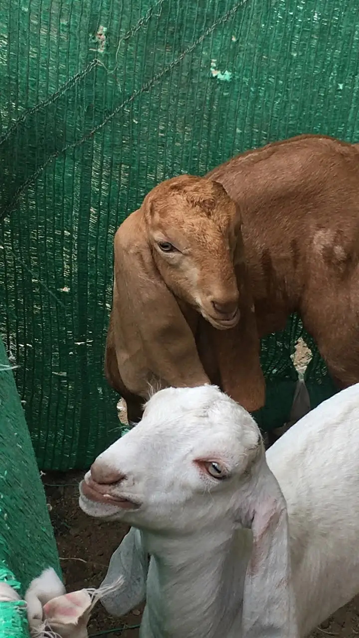 Urgent sale Gabban & Bachoo wali Bakri Healty and active — photo 4