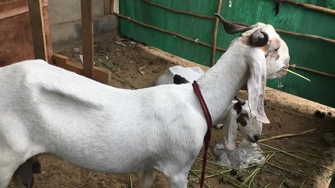 Urgent sale Gabban & Bachoo wali Bakri Healty and active — photo 5