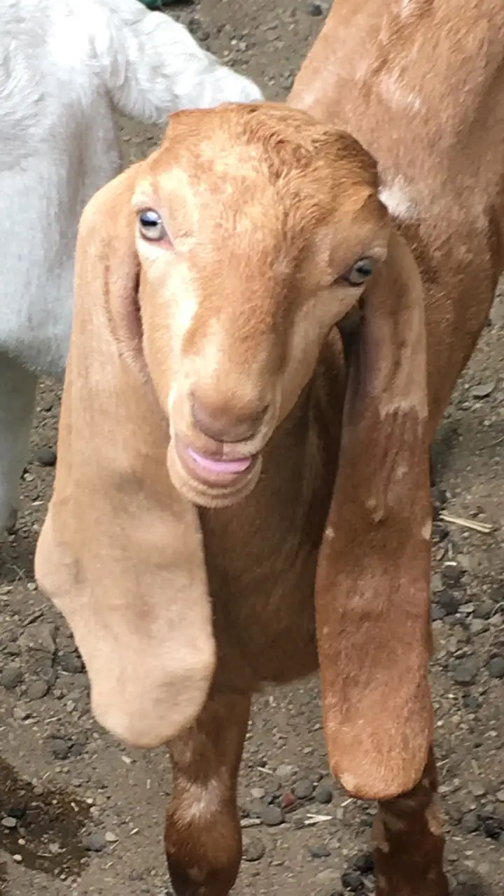 Urgent sale Gabban & Bachoo wali Bakri Healty and active — photo 6