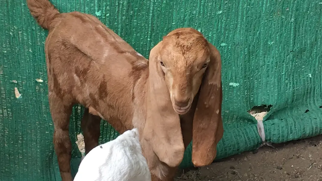 Urgent sale Gabban & Bachoo wali Bakri Healty and active — photo 7