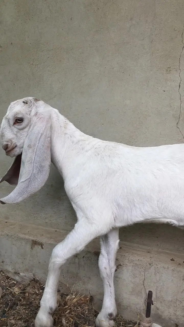 Urgent sale Gabban & Bachoo wali Bakri Healty and active — photo 8