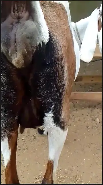 Urgent sale Gabban & Bachoo wali Bakri Healty and active — photo 9