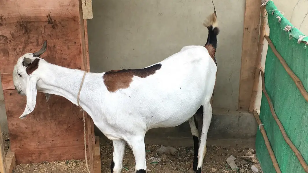 Urgent sale Gabban & Bachoo wali Bakri Healty and active — photo 10