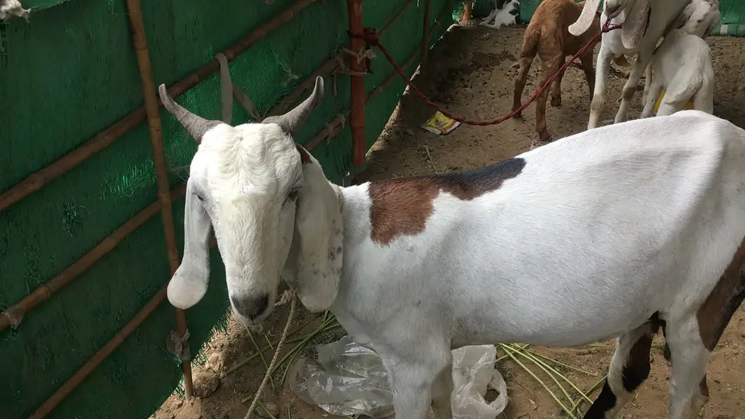 Urgent sale Gabban & Bachoo wali Bakri Healty and active — photo 11