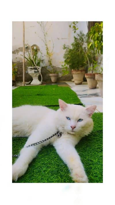 Persian Cat