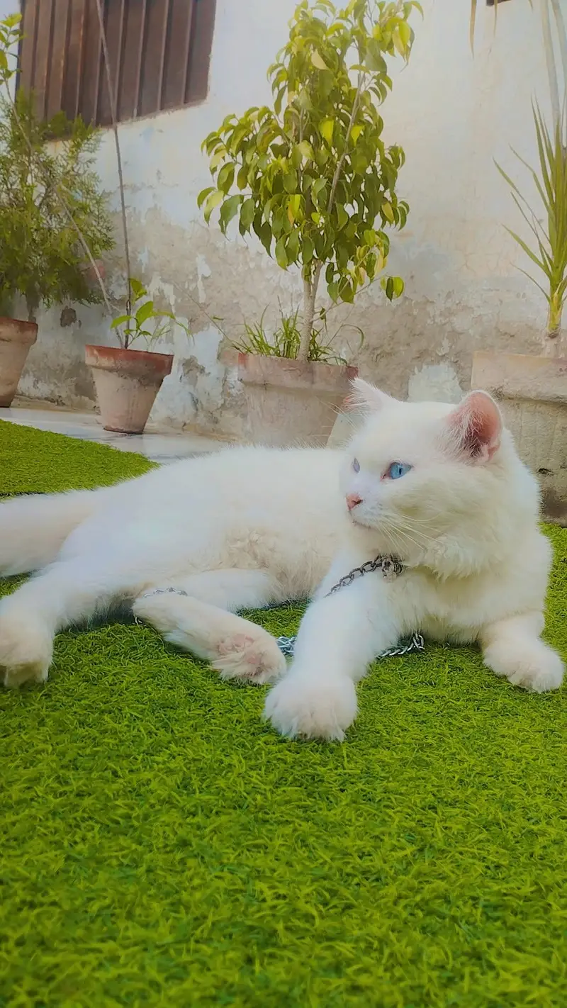 Persian Cat — photo 2