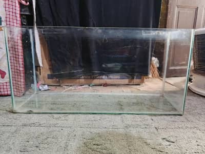 fish aquarium