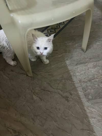 pershion cat