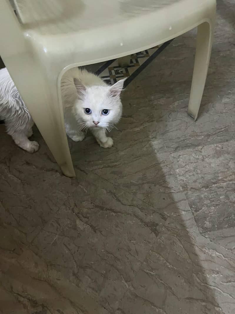 pershion cat 0