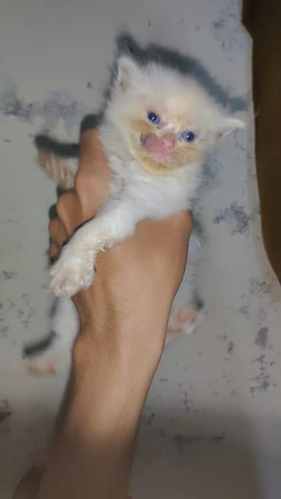 kitten for sale