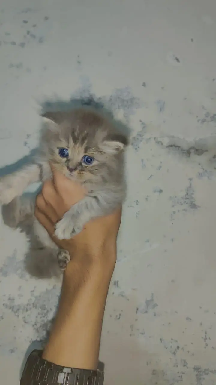 kitten for sale — photo 2