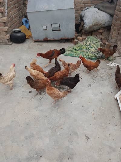Pure Desi Egg Laying Hens + Breeder Cocks For Sale in warsak Peshawar