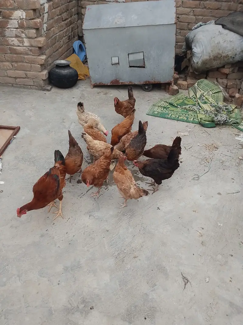 Pure Desi Egg Laying Hens + Breeder Cocks For Sale in warsak Peshawar — photo 2