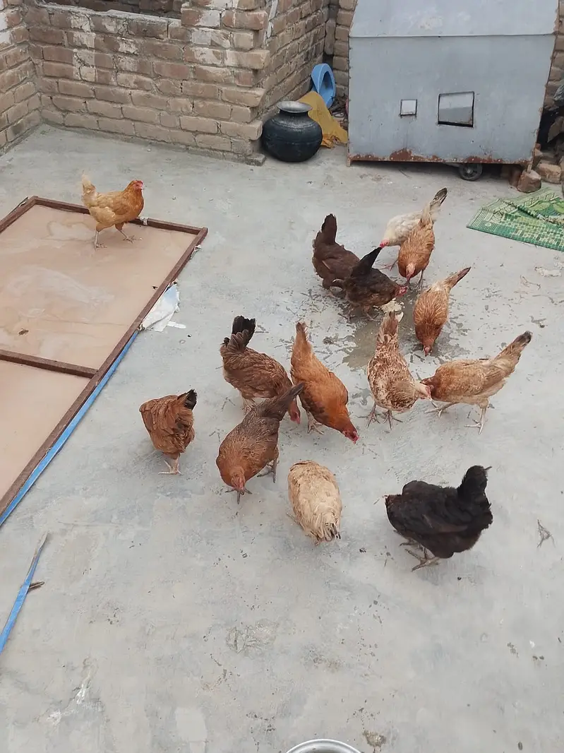 Pure Desi Egg Laying Hens + Breeder Cocks For Sale in warsak Peshawar — photo 3