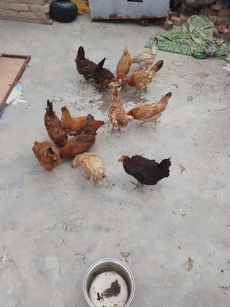 Pure Desi Egg Laying Hens + Breeder Cocks For Sale in warsak Peshawar — photo 4