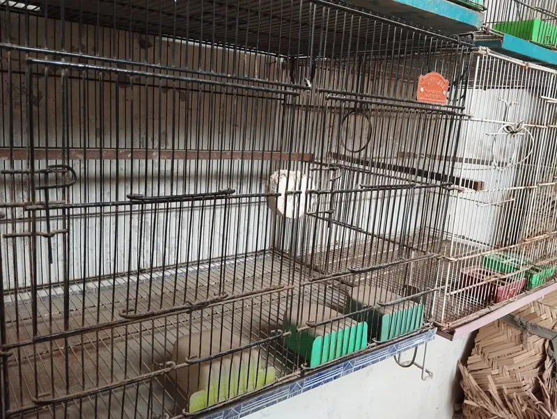 Cage for birds — photo 5