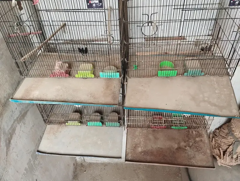Cage for birds — photo 6