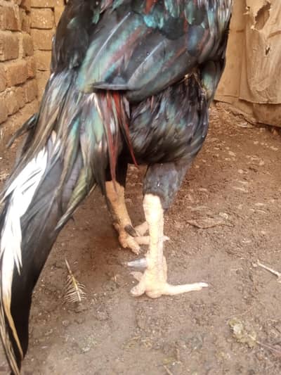 mianwali aseel breeder for sale