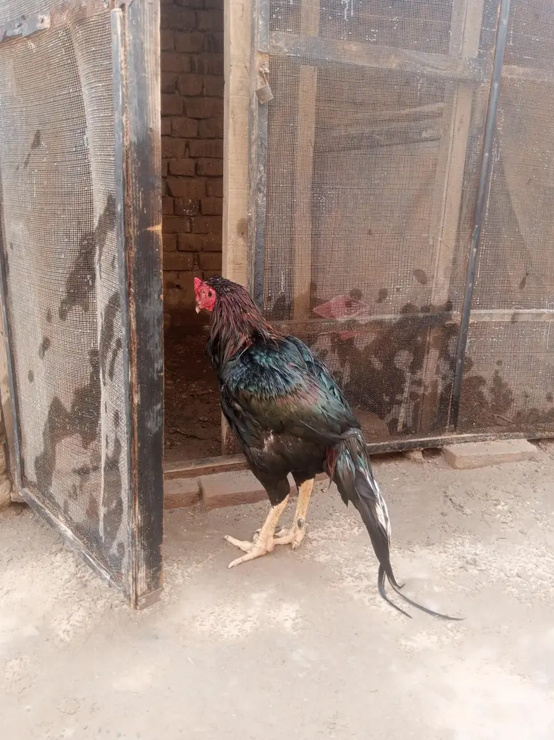 mianwali aseel breeder for sale — photo 2