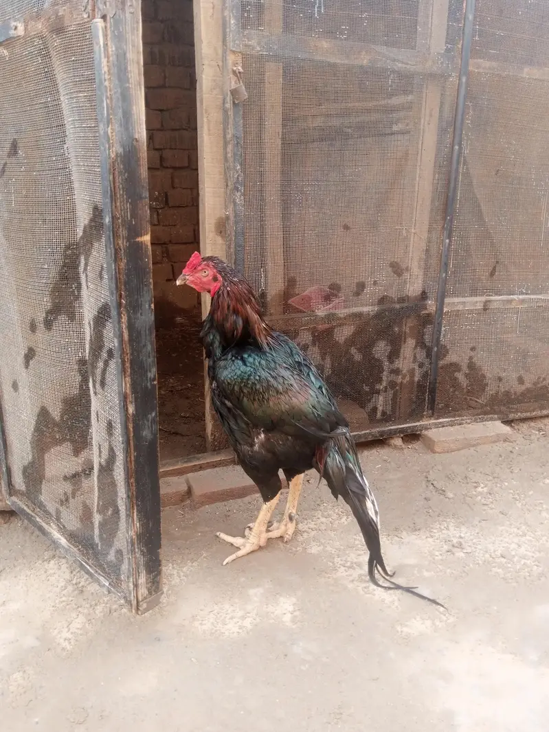 mianwali aseel breeder for sale — photo 3