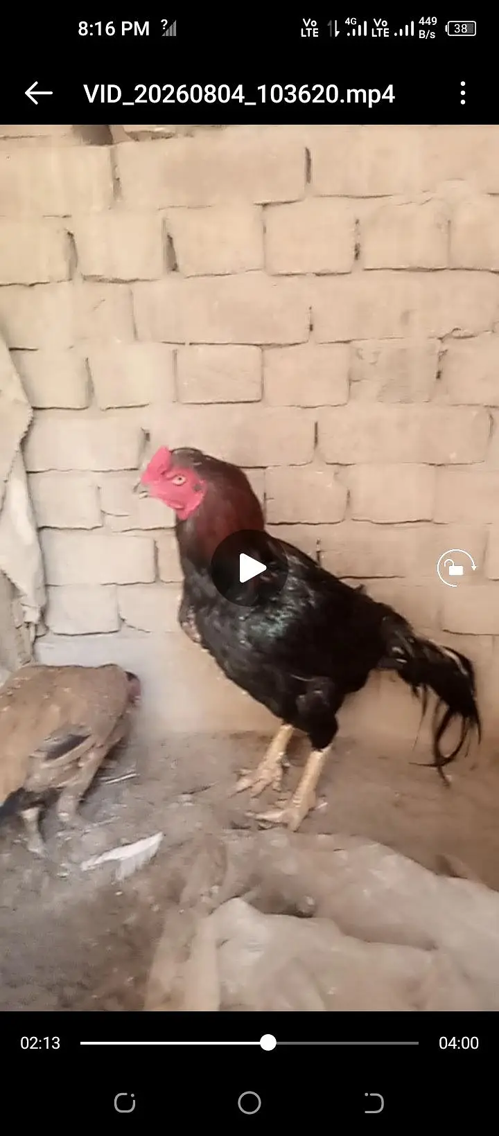 mianwali aseel breeder for sale — photo 4