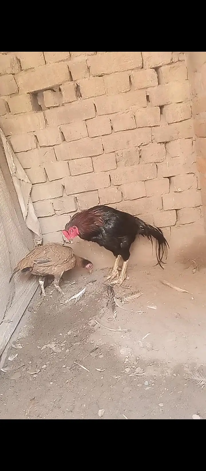 mianwali aseel breeder for sale — photo 5