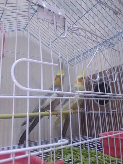 Cockatiel  Breeding and healthy active pair with cage and breeding box