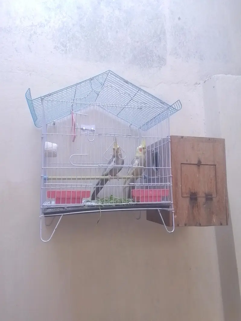 Cockatiel  Breeding and healthy active pair with cage and breeding box — photo 2