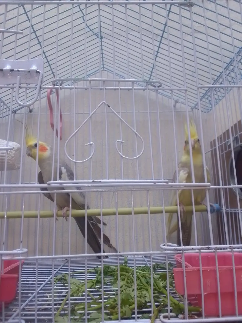 Cockatiel  Breeding and healthy active pair with cage and breeding box — photo 3