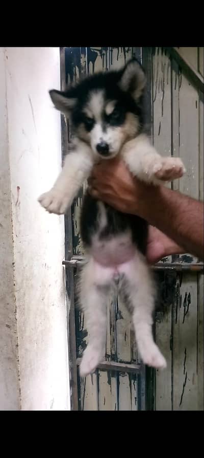 Siberian Husky Wollycoat