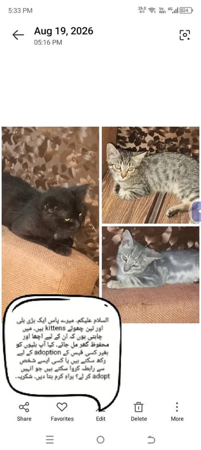 cats cats
