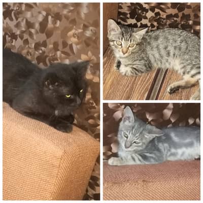 cats cats