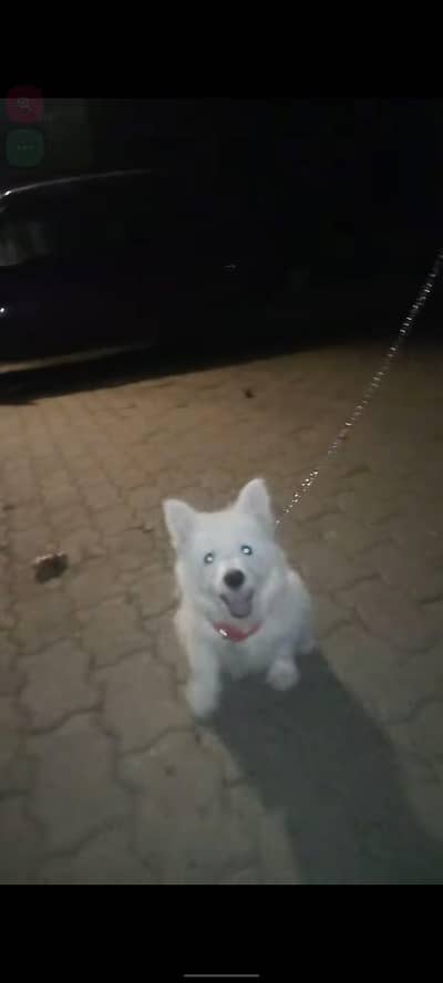 poddle female for sale