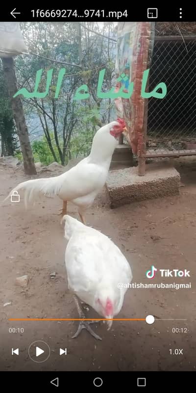 White Rooster & Hen for Sale