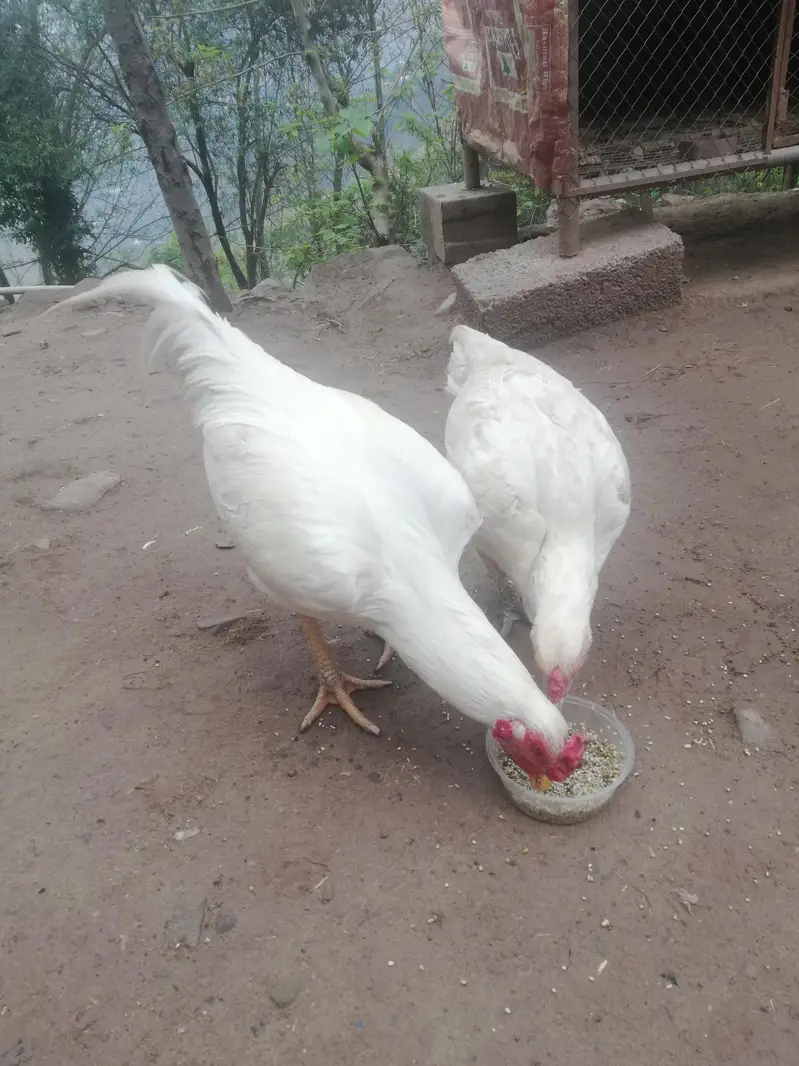 White Rooster & Hen for Sale — photo 2