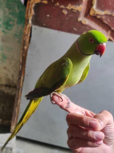 hand tame