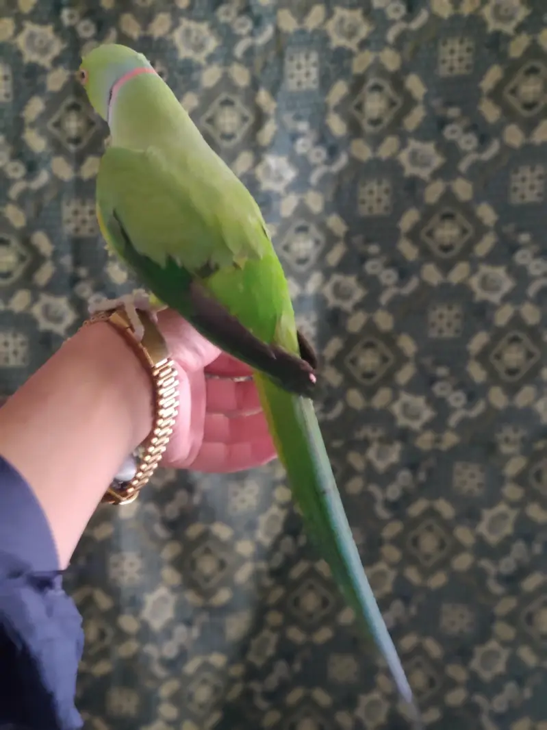 hand tame — photo 2