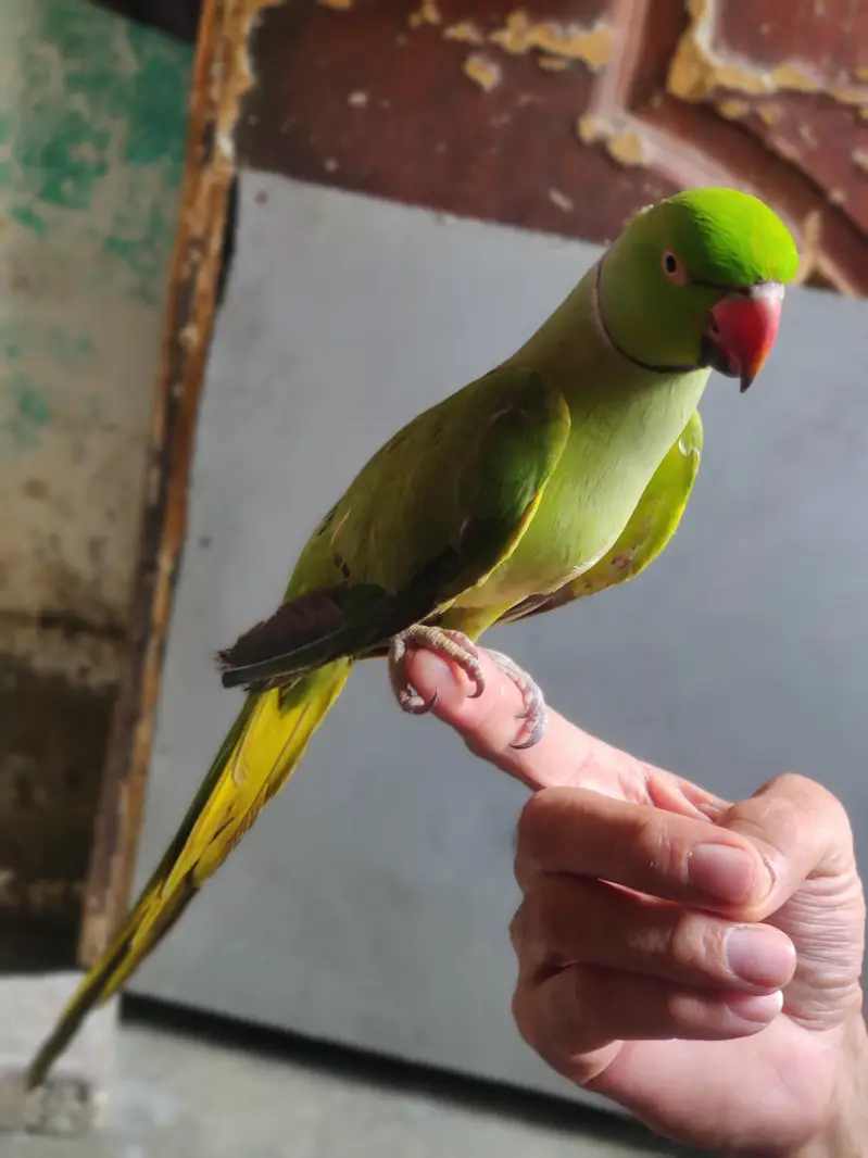 hand tame — photo 3