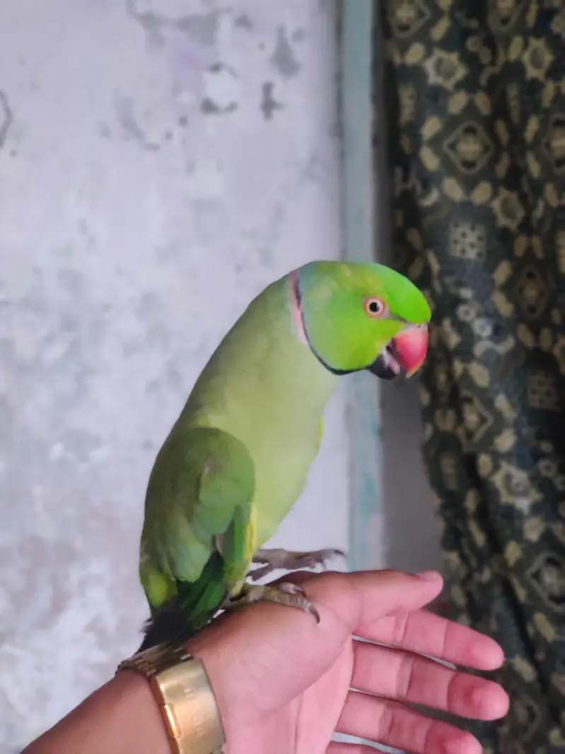 hand tame — photo 4