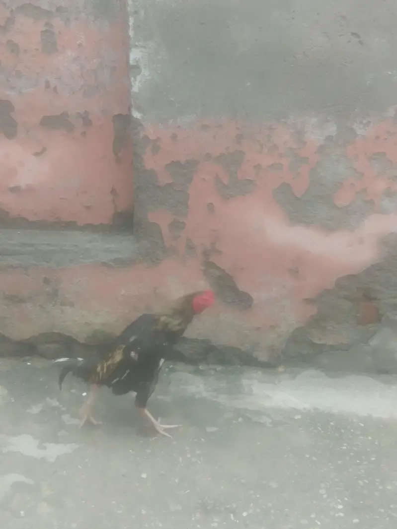 aseel — photo 3