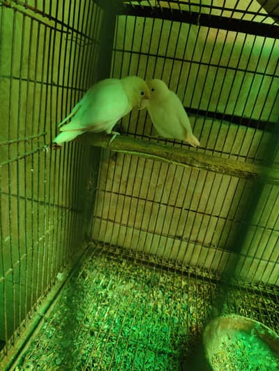 Albino love birds for sale