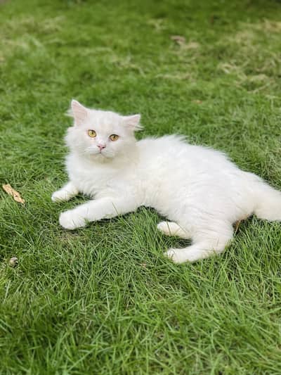 Persian Cat