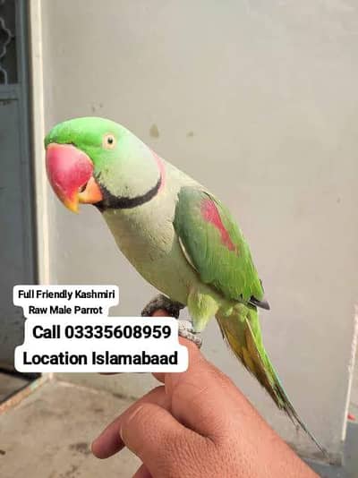 Hand Tamed Full Friendly Kashmiri Raw Male Parrot Jumbo Size