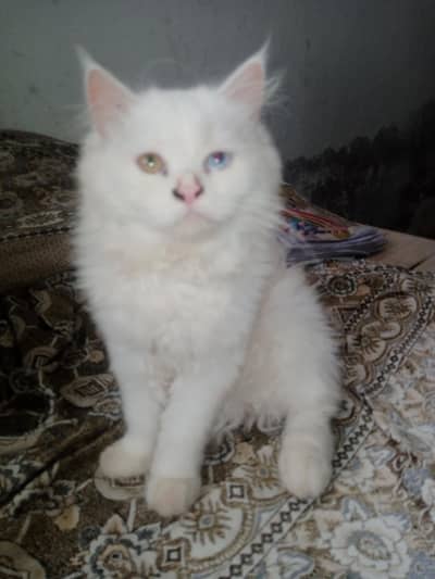 Persian white cat